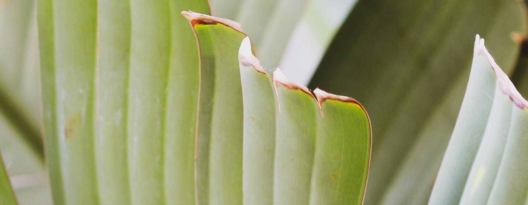 a close up of a plant